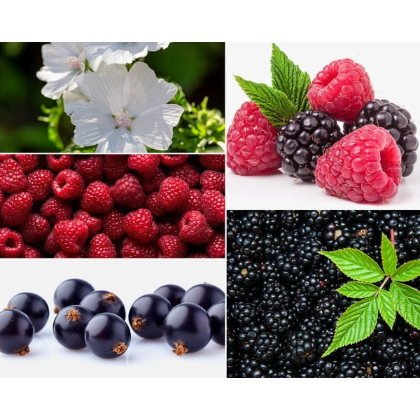 Interjero kvepalai Privé Home Mûre - Musc, 50 ml-image-1