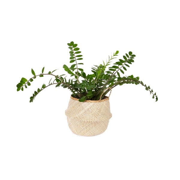 Šviesus pintas krepšys iš jūržolės Compactor Zic Zac, ⌀ 45 cm-image-1