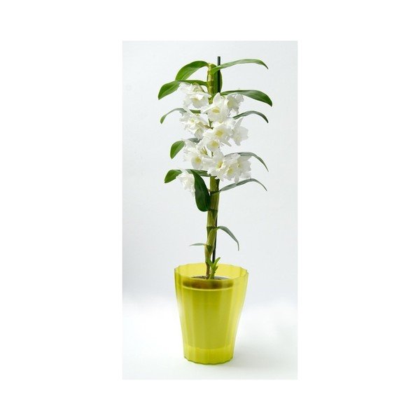 Žalios spalvos puodas Plastia Trasluscent Ola, ø 13,4 cm-image-1