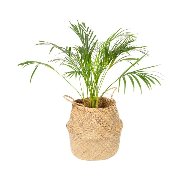 Šviesus krepšys iš jūržolės Compactor, ⌀ 36 cm-image-4