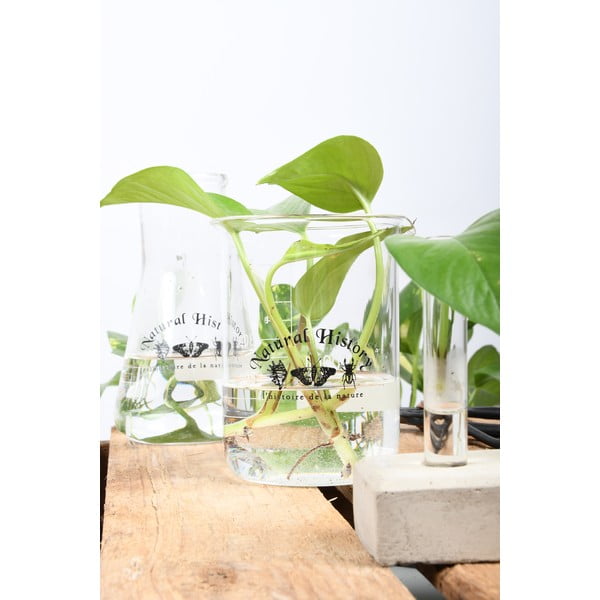 Iš stiklo  vaza (aukštis 12 cm) Natural History – Esschert Design-image-2