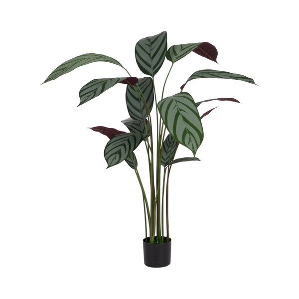 Dirbtinis augalas (aukštis 150 cm) Calathea – Ixia