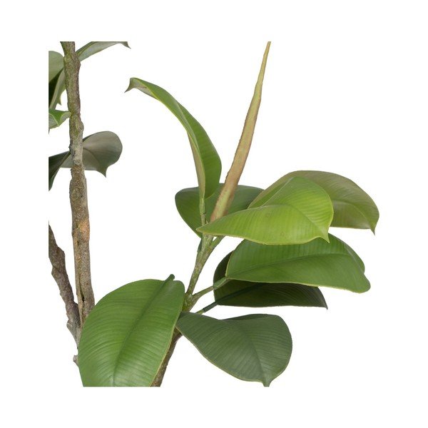 Dirbtinis augalas (aukštis 116 cm) Oak Tree – Ixia-image-1