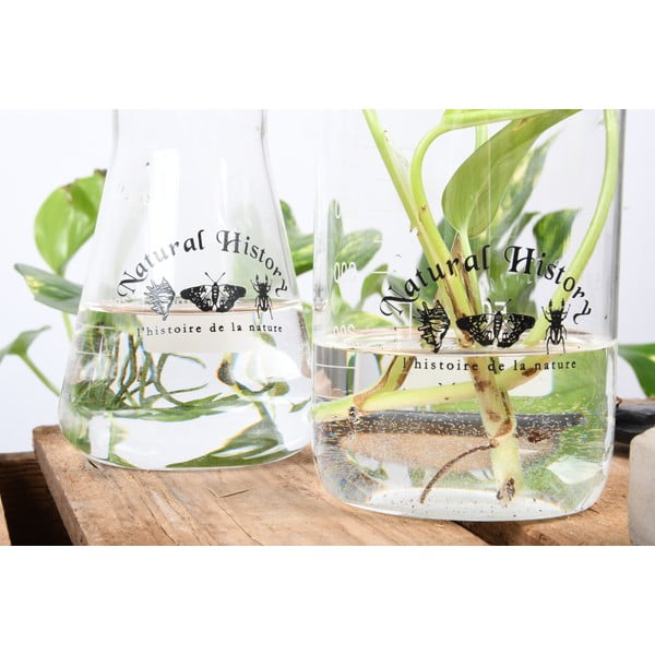 Iš stiklo  vaza (aukštis 12 cm) Natural History – Esschert Design-image-3