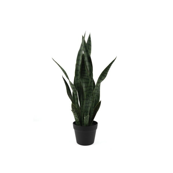 Džiovintas augalas (aukštis 66 cm) Sansevieria – PT LIVING