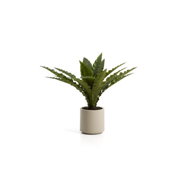 Dirbtinis sukulentas (aukštis 70 cm) Neottopteris – Kave Home