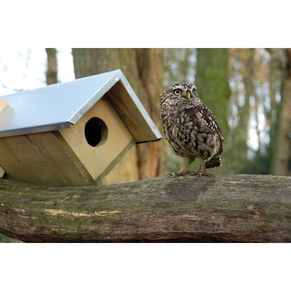 Iš medžio inkilas pelėdai – Esschert Design-image-1