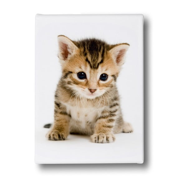 Vaizdas ponas Little Fox pūkuotas kačiukas