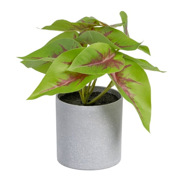 Dirbtinis augalas (aukštis 20 cm) Syngonium – Ixia