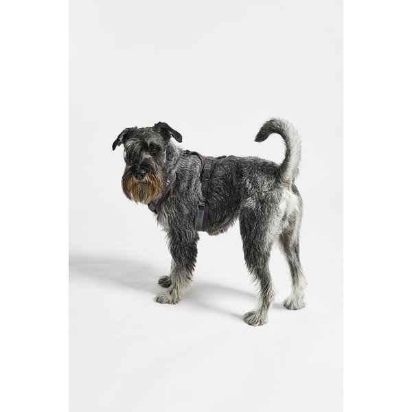 Dirželis tamsiai pilkos spalvos S ilgis 30 cm Modena Asphalt S – MiaCara-image-1