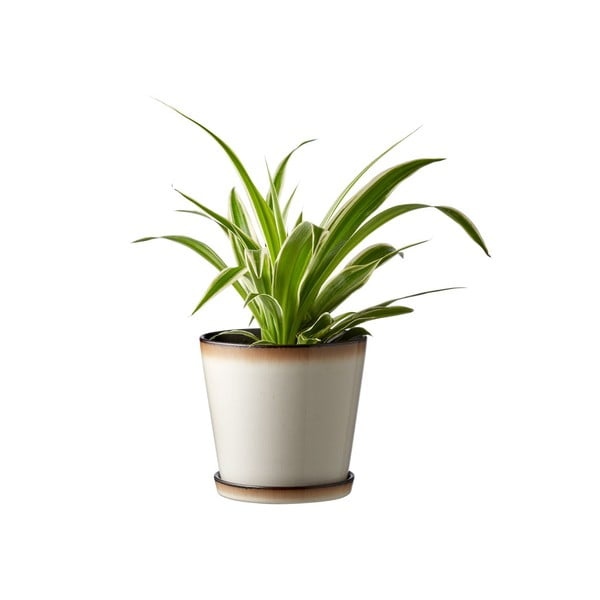 Iš molio vazonas ø 14 cm Gastro  – Bitz-image-1