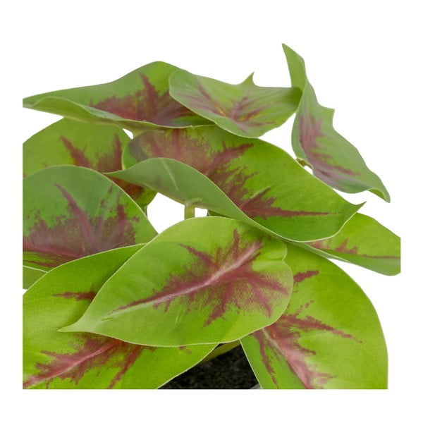 Dirbtinis augalas (aukštis 20 cm) Syngonium – Ixia-image-2