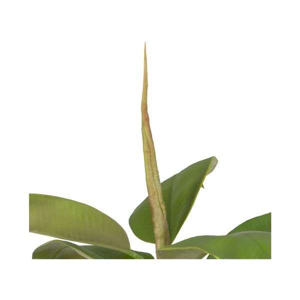 Dirbtinis augalas (aukštis 116 cm) Oak Tree – Ixia-image-3