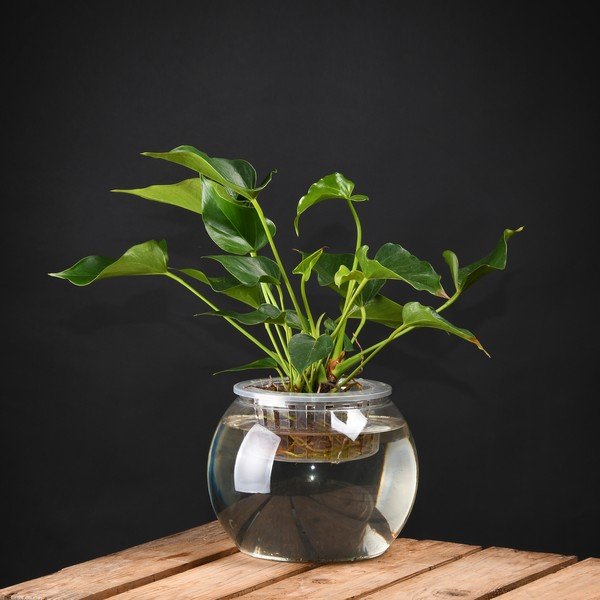 Augalų auginimo indas Esschert Design, aukštis 17,6 cm-image-1