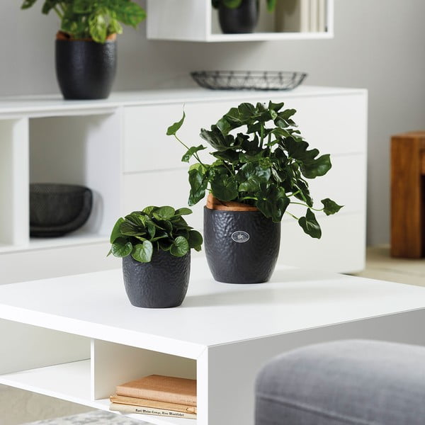 Keraminis vazonas ø 27 cm Boston Mate - Big pots-image-1