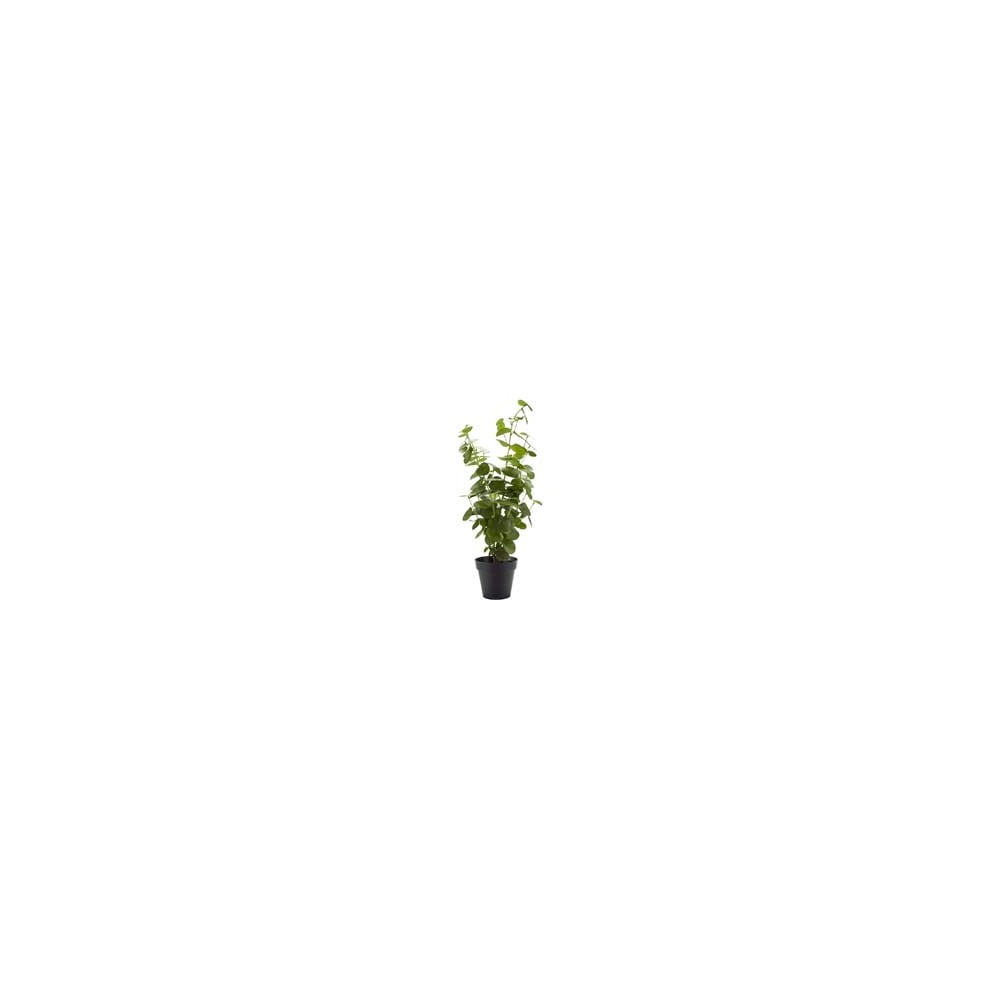 Dirbtinė gėlė Bahne & CO, aukštis 55 cm