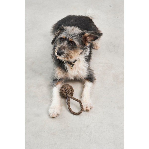 Žaislas šuniui Nodo Chocolate – MiaCara-image-1