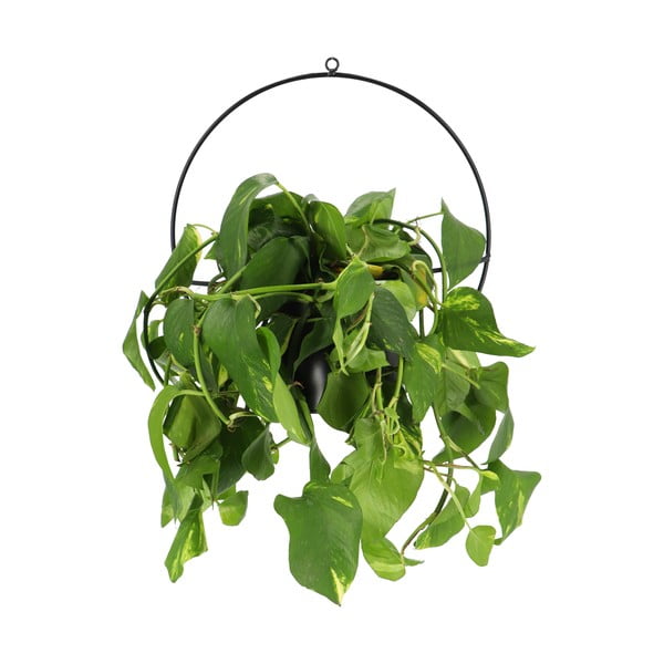 Juodas sieninis laikiklis gėlių vazonui Esschert Design Planter-image-1