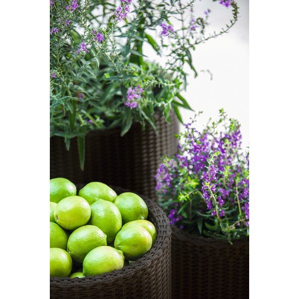 Iš plastiko vazonai 3 vnt. ø 43 cm Cylinder – Keter-image-1