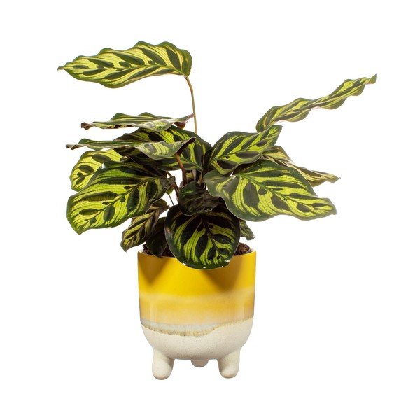 Geltonas vazonas Sass & Belle Bohemian Home Mojave, ø 11,7 cm-image-2