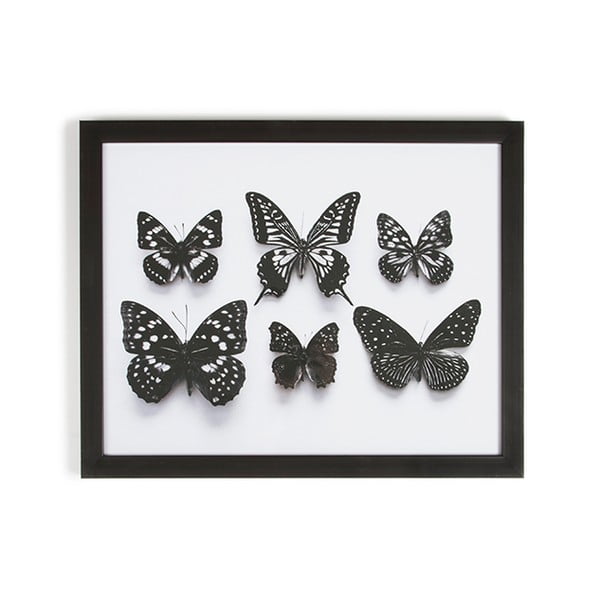Įrėmintas paveikslas Graham & Brown Botanical Butterfly, 50 x 40 cm