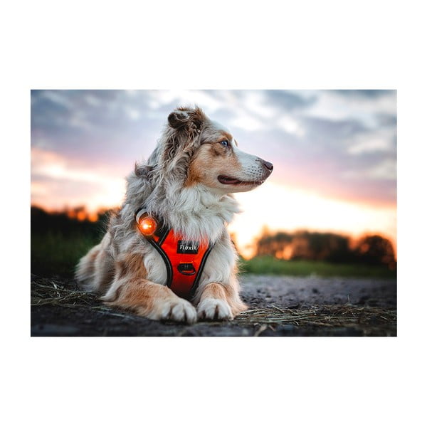 LED apykaklės apšvietimas Amber - Orbiloc-image-4