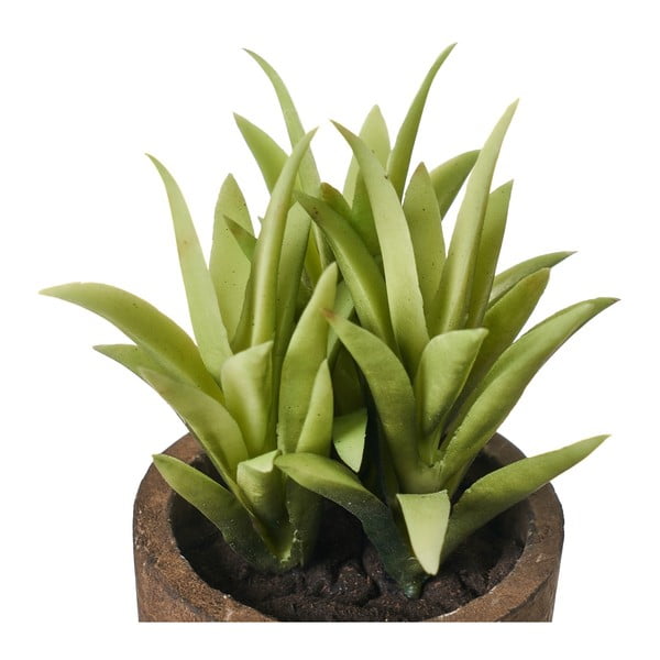 Dirbtiniai augalai 4 vnt. (aukštis 10 cm) Cactus – Casa Selección-image-3