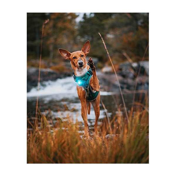 LED apykaklės apšvietimas Turquoise - Orbiloc-image-4