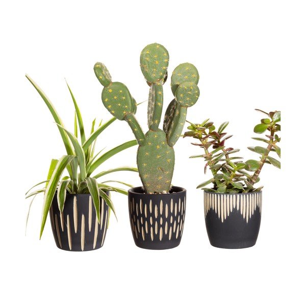 Iš terakotos gėlių vazonų dangteliai 3 vnt. ø 8 cm Grafitto – Sass & Belle-image-2