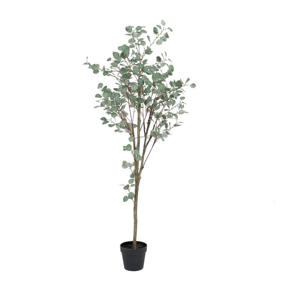 Dirbtinis eukaliptas (aukštis 180 cm) Eucalyptus – Ixia