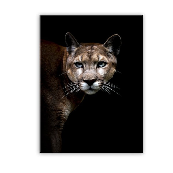 Vaizdas Styler Glas Animals Puma, 70 x 100 cm