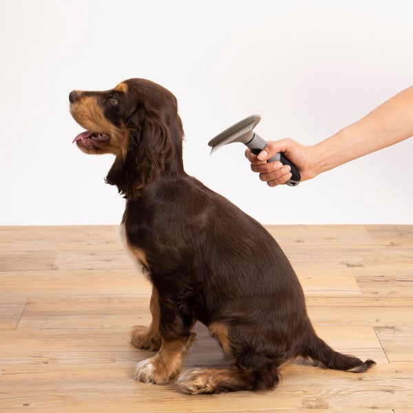 Augintinio šepetys – Love Story-image-1