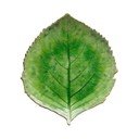 Žalia akmens masės lėkštė Costa Nova Riviera, 19 x 22 cm