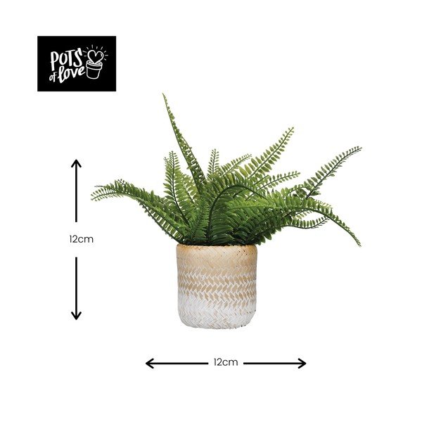 Jūržolės vazonas Kitchen Craft Ombré-image-2