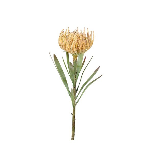 Dirbtinė gėlė (aukštis 43 cm) Protea – Ego Dekor