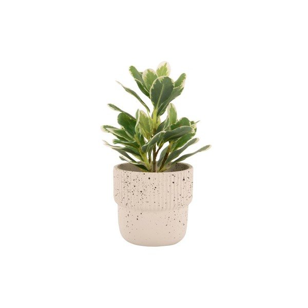 Šviesiai smėlio spalvos betoninis puodas ø 14 cm Speckles - PT LIVING-image-2
