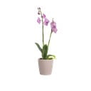 Vazonas iš keramikos ø 14 cm Thalia – Artevasi