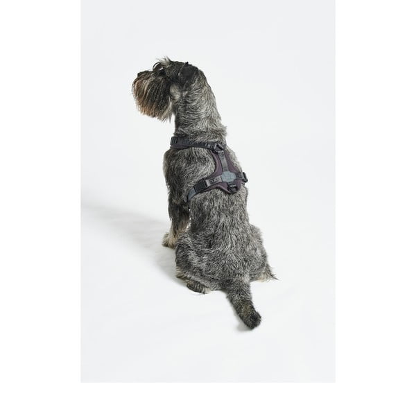 Dirželis tamsiai pilkos spalvos S ilgis 30 cm Modena Asphalt S – MiaCara-image-2