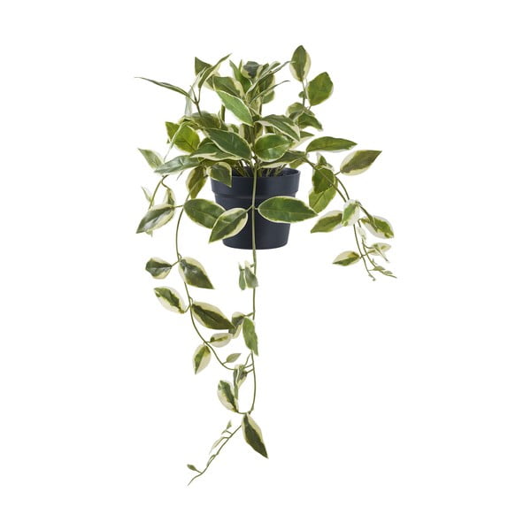Dirbtinis augalas (aukštis 33 cm) Hoya Carnosa – House Nordic