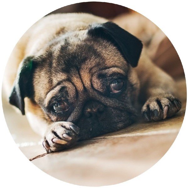 "Wenko Pug Hook" kabliukas-image-1