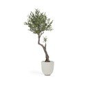 Dirbtinis alyvmedis (aukštis 140 cm) Olive – Kave Home