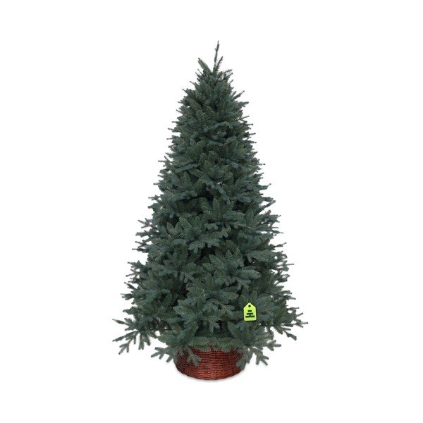 Kalėdinė eglutė aukštis 150 cm Silver Spruce – Můj Stromeček-image-2