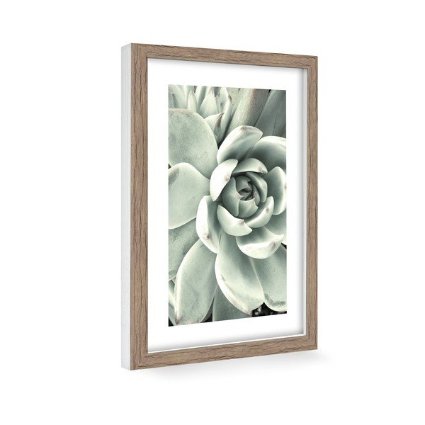 Plakatas 60x90 cm Aloe - knor-image-1