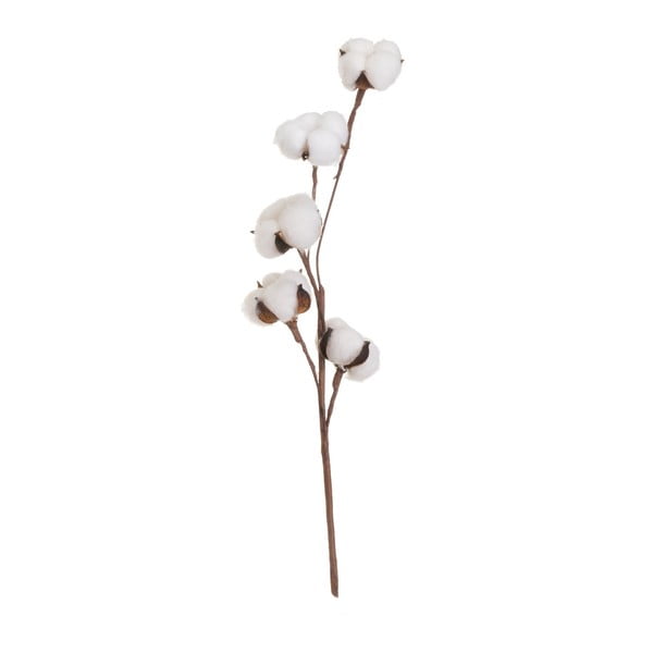 Džiovintas augalas (aukštis 55 cm) Cotton – Casa Selección