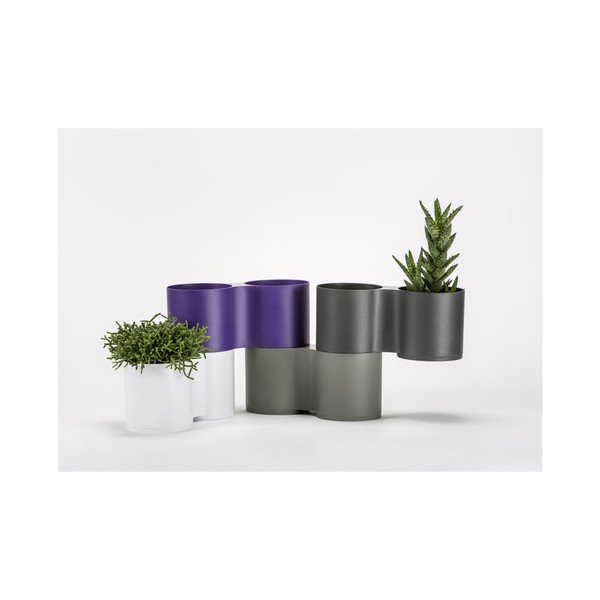 Violetinė dviguba sodinukė Plastia Modulo-image-1