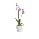 Vazonas iš keramikos ø 14 cm Thalia – Artevasi