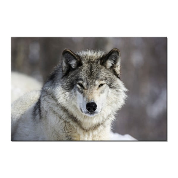 Vaizdas Styler Glasspik Animal Wolf, 80 x 120 cm