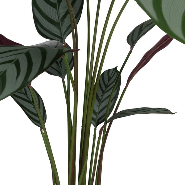 Dirbtinis augalas (aukštis 150 cm) Calathea – Ixia-image-2