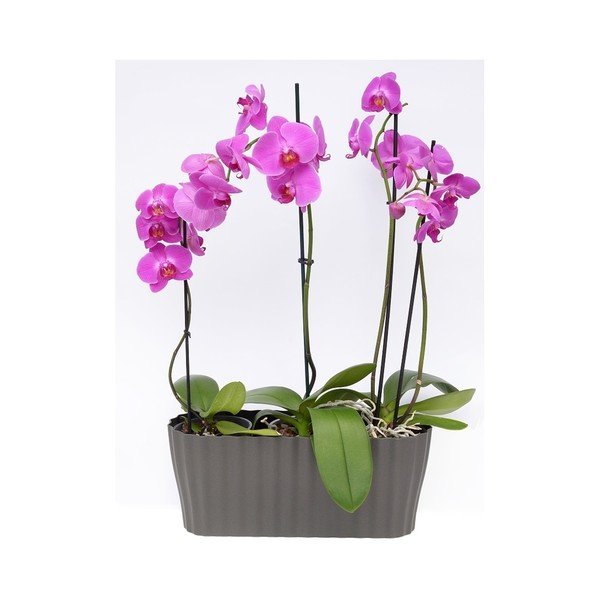 Antracito pilkos spalvos vazonas Plastia Tirola, 38 cm ilgio-image-2