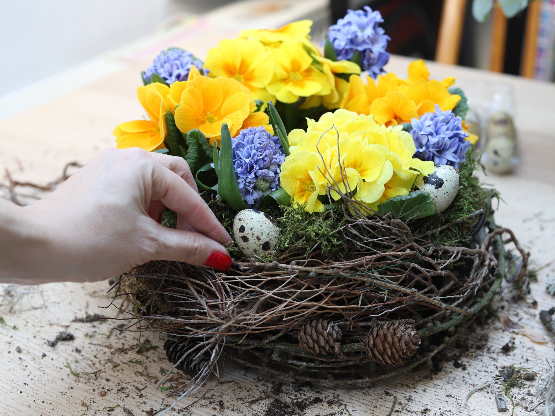 Petražolės, hiacintai ir kitos pavasarinės svogūninės gėlės, pasodintos į formą.